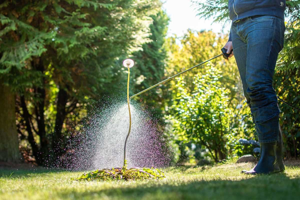 5 Best Weed Killers