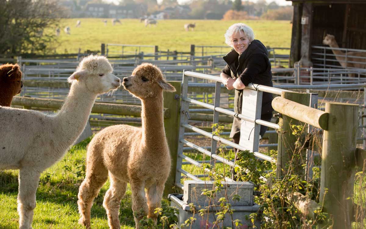 Alpacas are fiber-producing animals