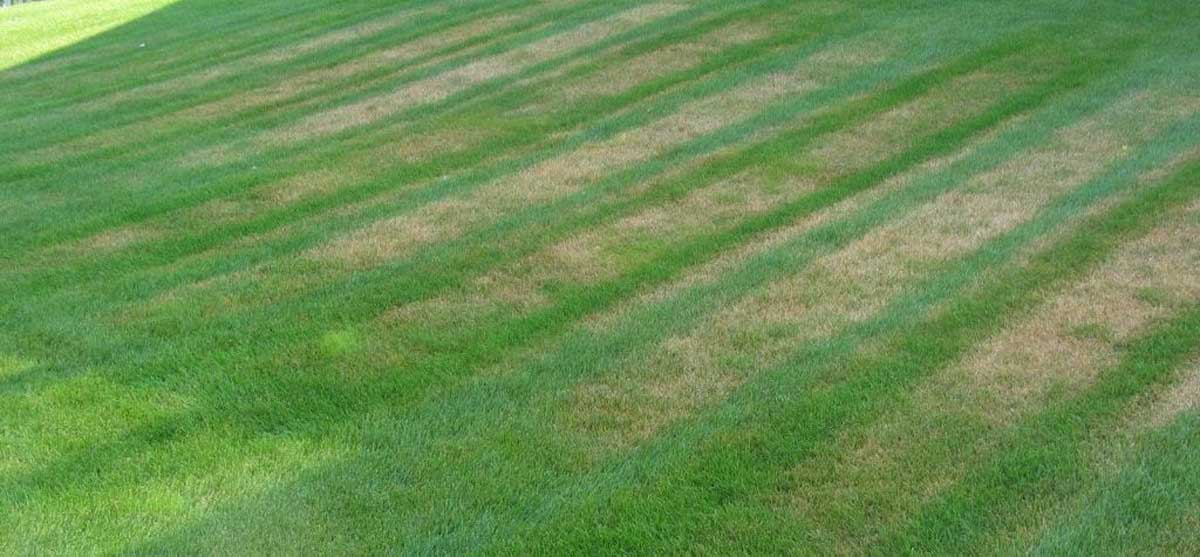 Lawn Diseases