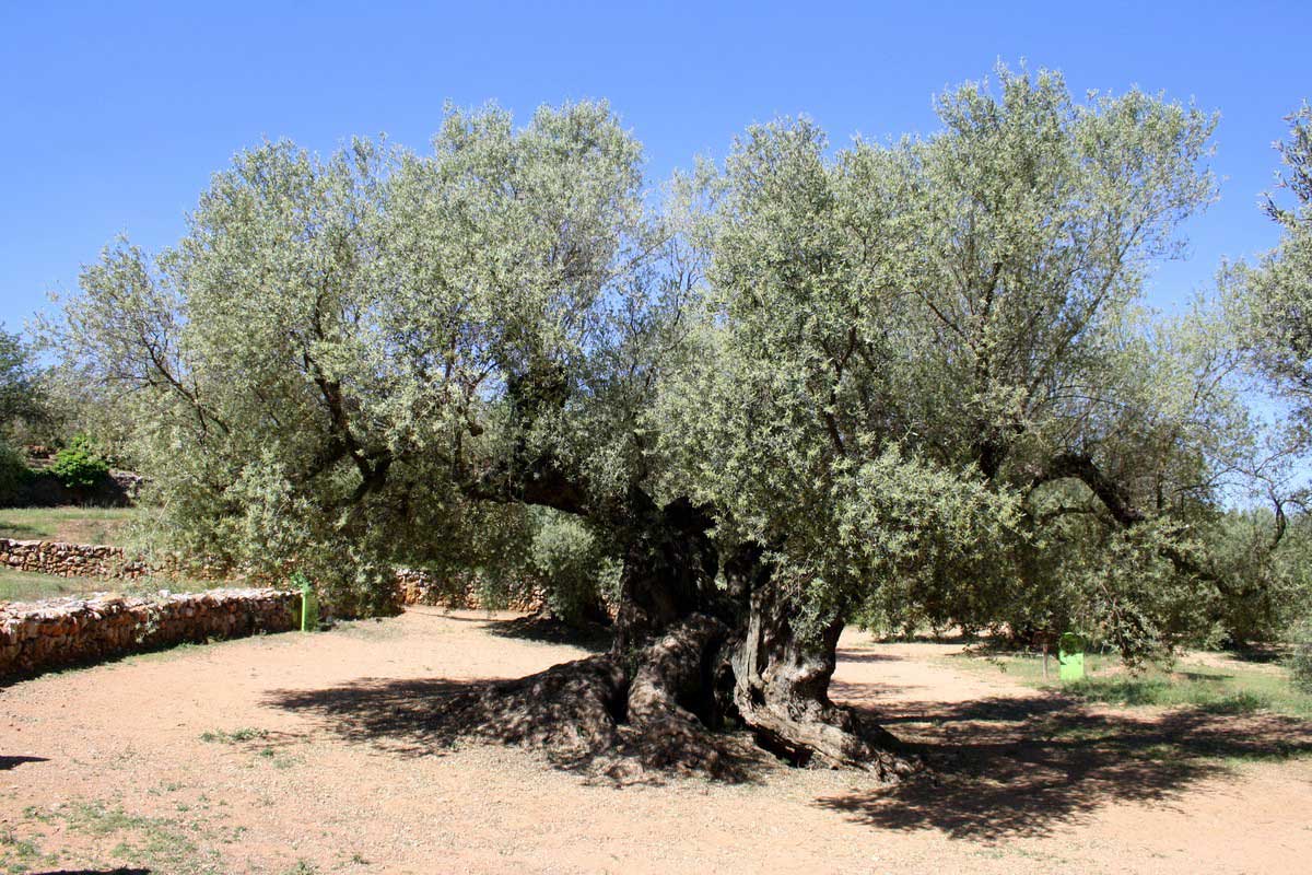 Protecting Your Olive Trees