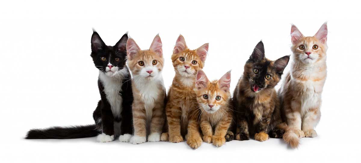 Working out the best cat insurance policy for your needs